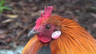 Red Junglefowl [upl. by Anaek]