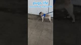 Pug screaming in subway 2 pugg funny pug doglover funny [upl. by Reni35]