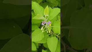 Solanum pubescens Family Solanaceae [upl. by Huntley55]