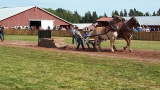 Draft horses pulling 8000lbs at the Dundas Exhibition on August 26th 2018 [upl. by Burt581]