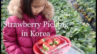 Strawberry Picking in Yangpyeong South Korea [upl. by Fonsie]