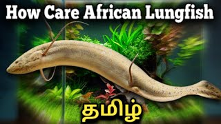 How to Care African Lungfish  Tamil [upl. by Eecyal]