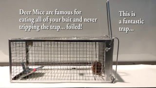 The Best Mouse Trap I could find anywhere No stolen bait Outsmart Mice Finally Review Test [upl. by Hunt]