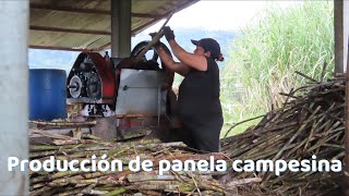 Producción de panela campesina [upl. by Carlyn473]