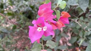 BRACT IN BOUGAINVILLEA [upl. by Phyllys69]