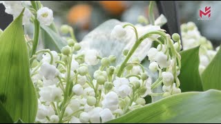 Muguet  le portebonheur du 1er mai [upl. by Brian]