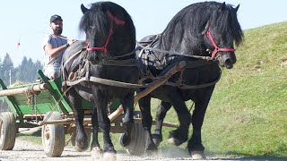 Târg expozițional de cai BarcaniCovasna 24 August 2024 [upl. by Ssidnak]