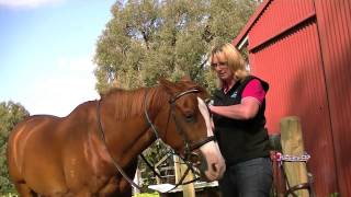 How to fit a browband to your horse brought to you by Melody from Magic Browbands [upl. by Nnarual]