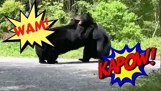 Tennessee Black Bear Brawl [upl. by Nadia]