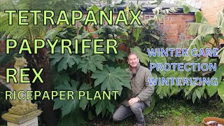 Tetrapanax Papyrifer Rex Winter Care  Winterizing Chinese Rice Paper Plant  UK Tropical Garden [upl. by Yelyr]