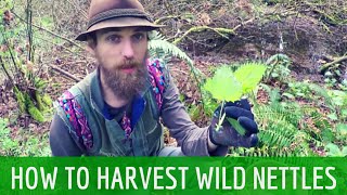 How to Harvest Wild Stinging Nettles  Harmonic Arts [upl. by Antonella]