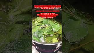 Oregano Tea  How To Make Herbal Tea Decoction  oregano tea herbalism herbalremedy healing [upl. by Nagrom]