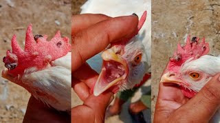 Fowl Pox Sings Prevention Causes Diagnosis Treatment and Vaccine in Chickens and Turkey Poultry [upl. by Lashoh]