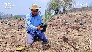 Plantación de agave in vitro [upl. by Aixela]