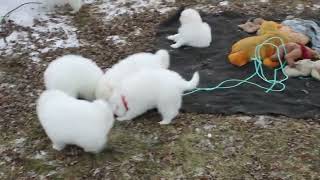 Samoyed Puppies For Sale [upl. by Laehplar713]