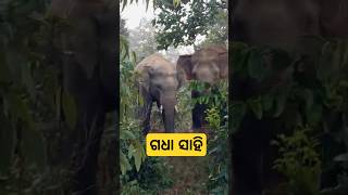 Elephant new video like share comment subscribe kejia please 🥺😍🫶🌹 [upl. by Tips]