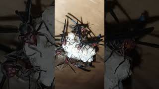 how my pet thread waisted wasps protect larvae cocoonedrain turkey rooster birds chirp soundsviral [upl. by Aes]