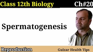 Spermatogenesis Class 12 Biology  The formation of sperm [upl. by Sugna313]