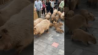 Capybaras Get Off Work Today [upl. by Len]