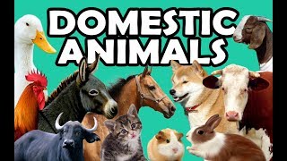 DOMESTIC ANIMALS  Learn Domestic Animals Sounds and Names For Children Kids And Toddlers [upl. by Mariandi]