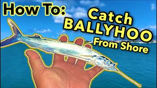 FUN How to Catch Ballyhoo From Shore  How To Hook BALLYHOO  Fishing in Hawaii [upl. by Oetam]