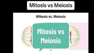 Dividing Cells Divided Tasks Mitosis vs Meiosis ExploredquotExplain in Hindi and urdu [upl. by Enelrac]