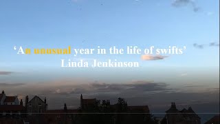 An unusual year in the life of Swifts [upl. by Holtz]