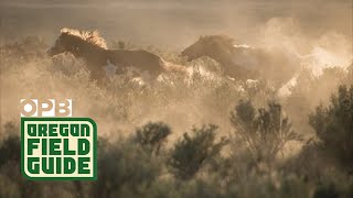 Mustangs Drive Away from Herd  Rare Footage [upl. by Uba183]