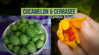 Cucamelon and Cerrasee Balsam Pear [upl. by Ashli]