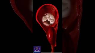 Placenta 3D Animation shorts [upl. by Howland]