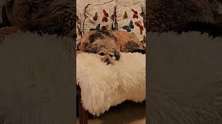 Bernedoodle loves lamb fur rug youtubeshorts likesharesubscribe dog youtubeviral subscribe [upl. by Lytsyrk]