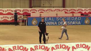 FCI World Championship Obedience 2023 – Sandra Rohrer  Burner Reesheja [upl. by Lierbag]