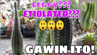 Etiolatedleggy cactus  Gawin ito [upl. by Richia]