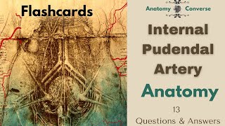 Internal Pudendal Artery Anatomy Flashcards 13 QampA Flashcards [upl. by Adamson]