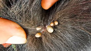 Dog Ticks Remove  Easy And Fast Way To Remove All Ticks From Poor Dog  Save Poor Dog EP 172 [upl. by Irollam]