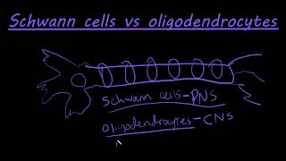 The difference between schwann cells and oligodendrocytes [upl. by Miko760]