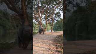 rhino 🦏 rhinoceros kaziranganationalpark rhinoattack [upl. by Oliy627]