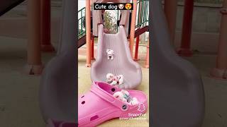 trending 😱🐶🐶😍 motivation shorts short trending funny love youtubeshorts kidstvsongs dog [upl. by Papp]