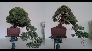 Demostración Juniperus Procumbens Nana [upl. by Yelekreb]