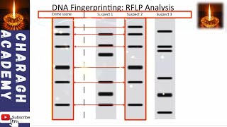 DNA Fingerprinting Restriction Fragment Length Polymorphism RFLP Analysis [upl. by Mandi]