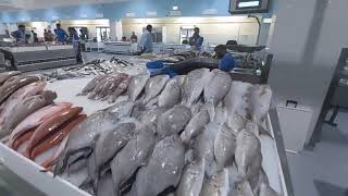 part 3 sea market in Dubai sea seafishing seafishingvideo [upl. by Aggappe699]