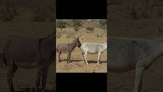 Brown amp white donkey ytshortsvideo animals donkey funnyanimal donkeyvillage funnydonkey [upl. by Eleanor]