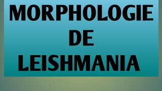 L3 parasitologie la morphologie de leishmania [upl. by Nepets]