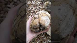 Texas septarian nodules and fossils [upl. by Dymoke385]