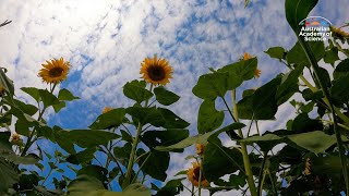 How sunflowers track the suns movements [upl. by Gnoht]