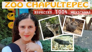 ZOOLÓGICO DE CHAPULTEPEC conoce ESPECIES 100 MEXICANAS 🐺  PorElCarrilIzquierdo [upl. by Xed]