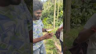 Cocoa fruit from cocoa tree plantations Kanthaloor [upl. by Anan]