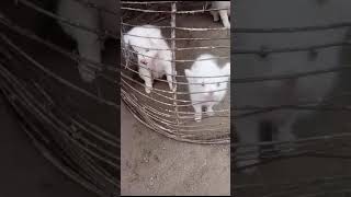 Cutest puppies playing  Russian Dogs  peshawardogcenter animals dog pets puppy cute [upl. by Winola128]