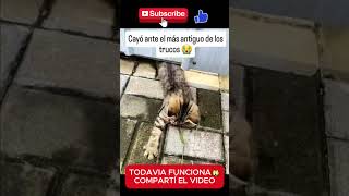 Cuidado robó a un gato que tiene collar🙀 gatos [upl. by Aicina929]