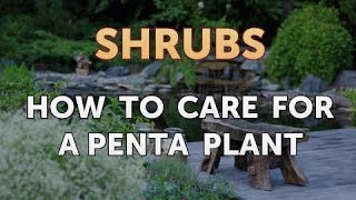 How to Care for a Penta Plant [upl. by Ahsilrak]